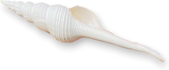 Tumbler Home Large Conch Sea Shells for Decorating or Fish Tank, Coastal & Nautical Decor, Air Plant Holder, Aquarium Ornaments, Big Sea Shell, Decorative Seashells, Beach Party Decor (Spindle)