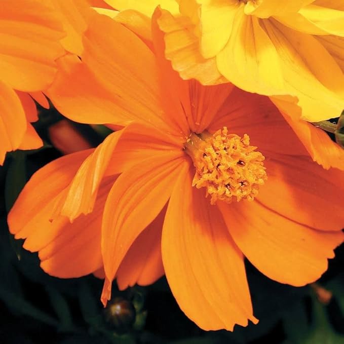 Park Seed Cosmo Flower Plant Seeds, Easy to Grow, Perfect for Spring Garden, Cosmic Orange, Pack of 50