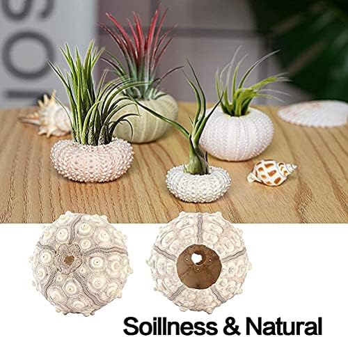Sea Urchin Shells for Air Plants, 5 Pack Mini Sea Urchin Shell Air Plant Holders Air Plant Holder Airplants Decorative Hanging Air Plant Pot for Garden Beach Theme Party Decors