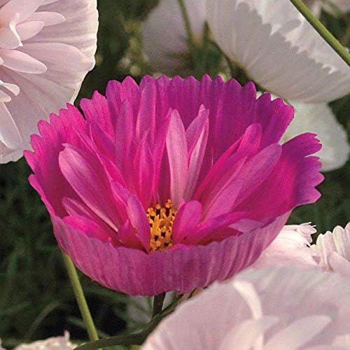 Park Seed Cosmo Flower Plant Seeds, Easy to Grow, Perfect for Spring Garden, Cupcakes and Saucers Mix, Pack of 25