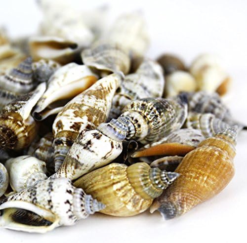 Super Z Outlet Sea Shells Mixed Beach Seashells - Various Sizes up to 2" Shells -Bag of Approx. 50 Seashells