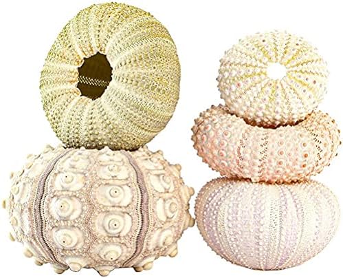 Sea Urchin Shells for Air Plants, 5 Pack Mini Sea Urchin Shell Air Plant Holders Air Plant Holder Airplants Decorative Hanging Air Plant Pot for Garden Beach Theme Party Decors