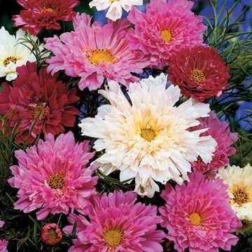 Park Seed Cosmo Flower Plant Seeds, Easy to Grow, Perfect for Spring Garden, Double Click Mix, Pack of 25