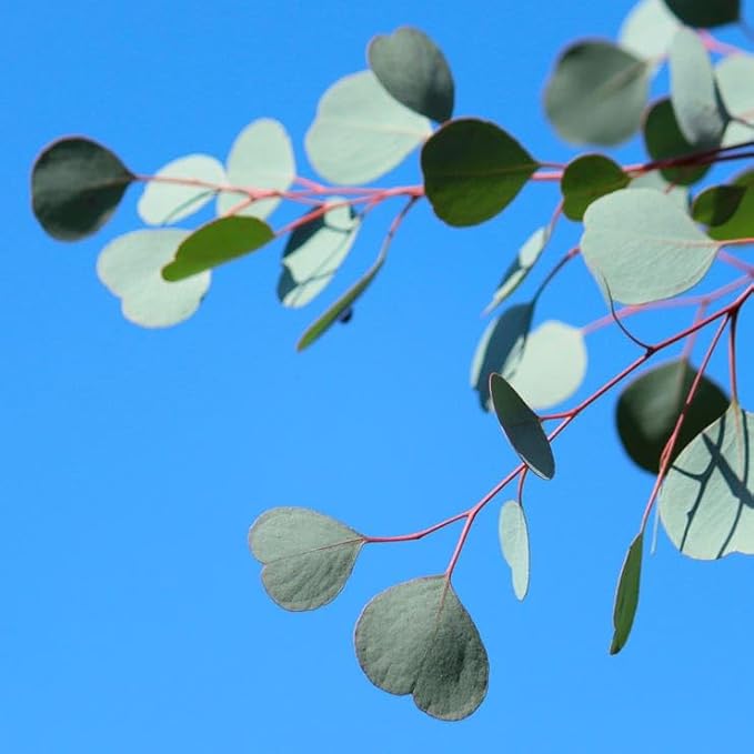 Park Seed Grow Your Own Eucalyptus Seeds Plant, Perfect for Indoor Growing and Spring Garden, Silver Dollar, Pack of 500