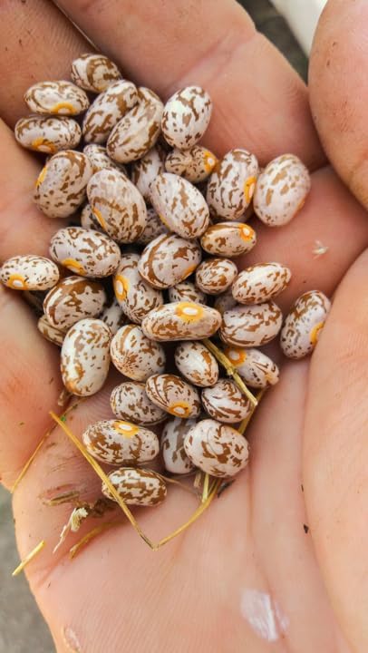 TomorrowSeeds - Pinto Bean Seeds - 30+ Count - for 2025 Planting Heirloom Spanish Speckled Bush Shell Broad Beans Garden Vegetable Fresh Grow Your Own Home Farm Patio Healthy Sustainable Living Seed