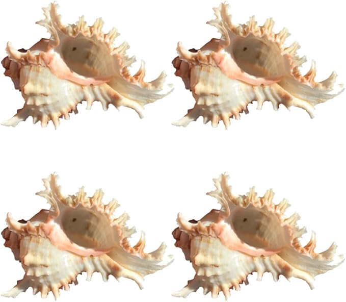 4 Pack Conch Sea Shell Air Plant Holders-4.7 inch Sea Shell Plant Pots Natural Conch Air Plant Holder Decorative Tillandsia Succulent Display Container for Home Garden Beach Theme Party Favor