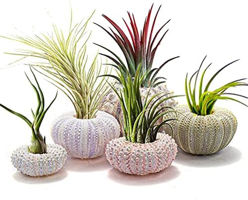 Sea Urchin Shells for Air Plants, 5 Pack Mini Sea Urchin Shell Air Plant Holders Air Plant Holder Airplants Decorative Hanging Air Plant Pot for Garden Beach Theme Party Decors