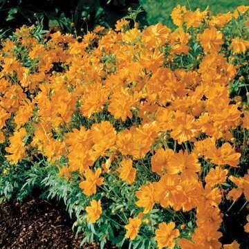 Park Seed Cosmo Flower Plant Seeds, Easy to Grow, Perfect for Spring Garden, Cosmic Orange, Pack of 50
