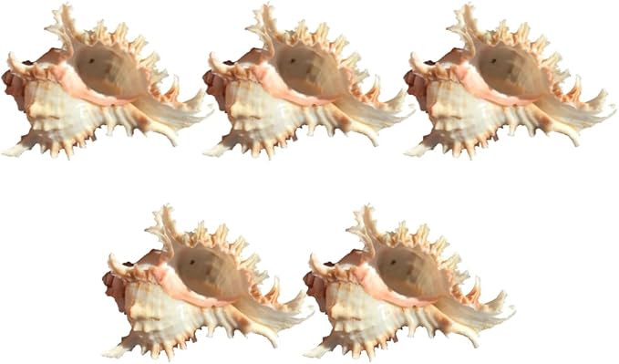 5 Pack Conch Sea Shell Air Plant Holders-4.7 inch Sea Shell Plant Pots Natural Conch Air Plant Holder Decorative Tillandsia Succulent Display Container for Home Garden Beach Theme Party Favor
