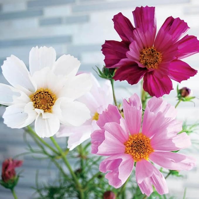 Park Seed Sea Shells Mix Organic Cosmos Seeds - Pack of 100 Seeds, Vibrant White, Pink, and Rose Blooms, Attracts Pollinators, Ideal for Containers and Gardens