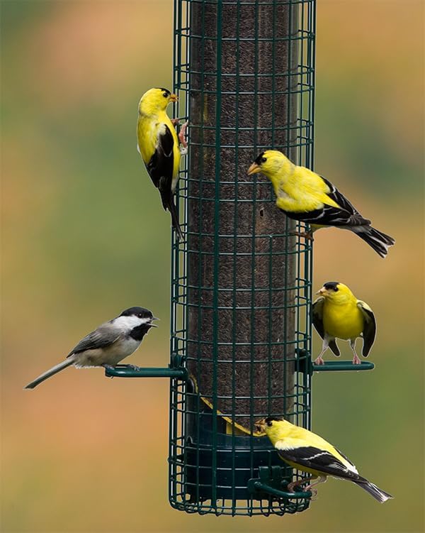 Squirrel Buster® Nyjer® – Squirrel-Proof Nyjer®/Thistle 2.4-pound Seed Capacity Feeder w/8 Feeding Ports & 4 Perches, Easy Fill & Clean, Durable Outdoor Feeder for Finches, Goldfinches & Small Birds