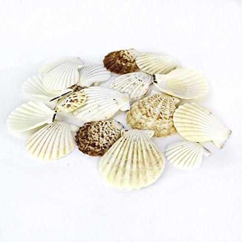 Super Z Outlet Sea Shells Mixed Beach Seashells - Various Sizes up to 2" Shells -Bag of Approx. 50 Seashells