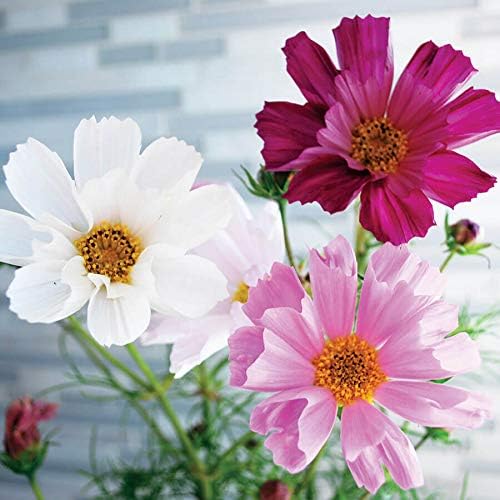 Park Seed Cosmo Flower Plant Seeds, Easy to Grow, Perfect for Spring Garden, Sea Shells Mix, Pack of 25