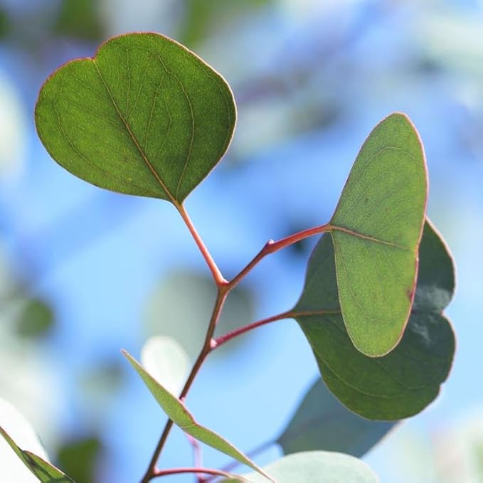 Park Seed Grow Your Own Eucalyptus Seeds Plant, Perfect for Indoor Growing and Spring Garden, Silver Dollar, Pack of 500