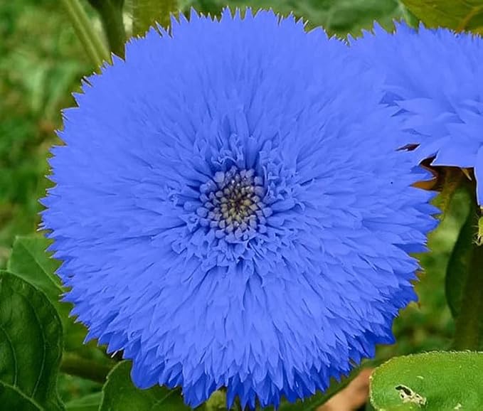 50pcs Blue Teddy Bear Sunflower Seeds - Stunning Annual Blooms for Your Garden Non GMO Heirloom Garden - Planting Instructions for Easy Grow - Great Gardening Gifts