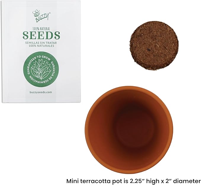 BUZZY Seeds Holiday Candy Cane Mini Terracotta Grow Pots, 6-Pack Peppermint Seeds, Indoor Plant Starter Kit, Stocking Stuffers, Party Favors