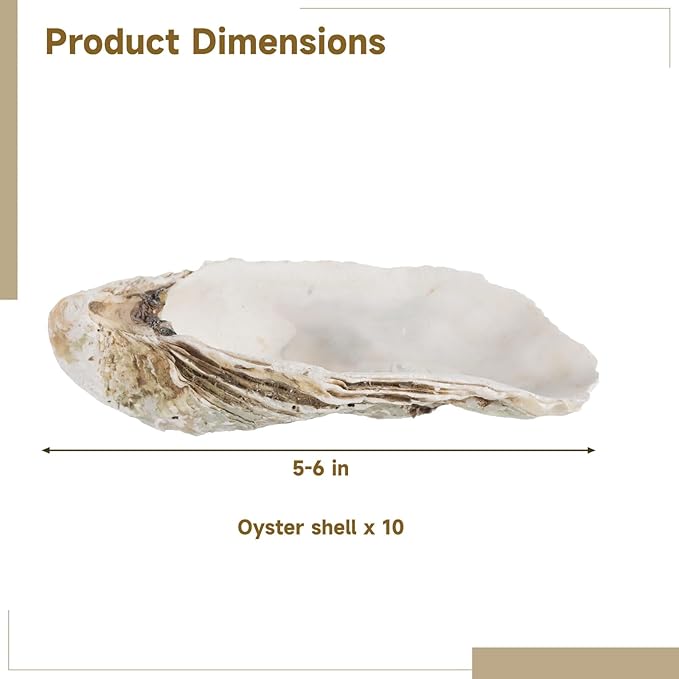 Homaisson 10 PCS Oyster Shells for Crafts, 5-6 in Large Oyster Shell for Decor, Natural North Sea Origin for Aquarium Landscaping DIY Ornaments, Crack-Free Surface