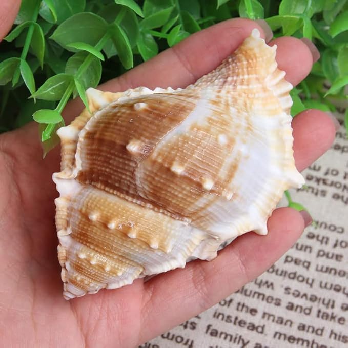 Wixine 3Pcs Seashell Conch Aquarium Seashell Marine Decoration Big Conch DIY Crafts Shell Decor 80-100 mm