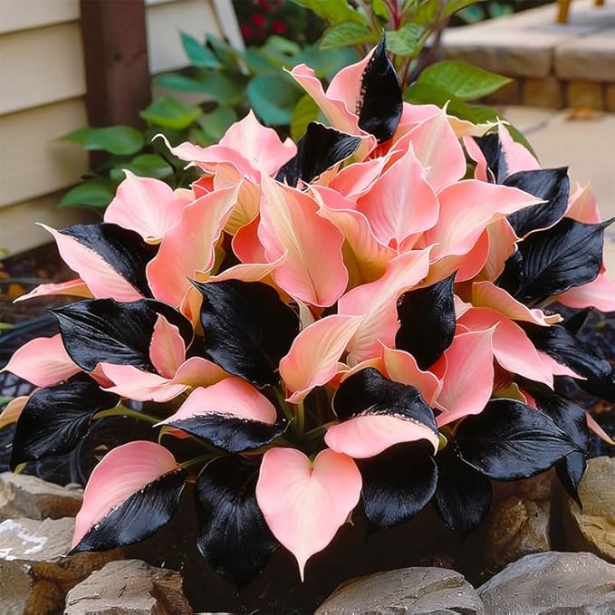 220+ Mixed Rare Hosta Seeds for Planting-Attract Pollinators Perennial Garden Decoration