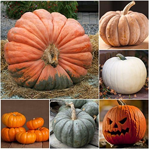 Seed Needs Pumpkin Seeds to Plant Specialty Spooky Blend |10+ Premium Varieties Lumina White, Baby Boo, Blue Jarrahdale, Cinderella & More! | Heirloom Non-GMO Untreated | Bulk