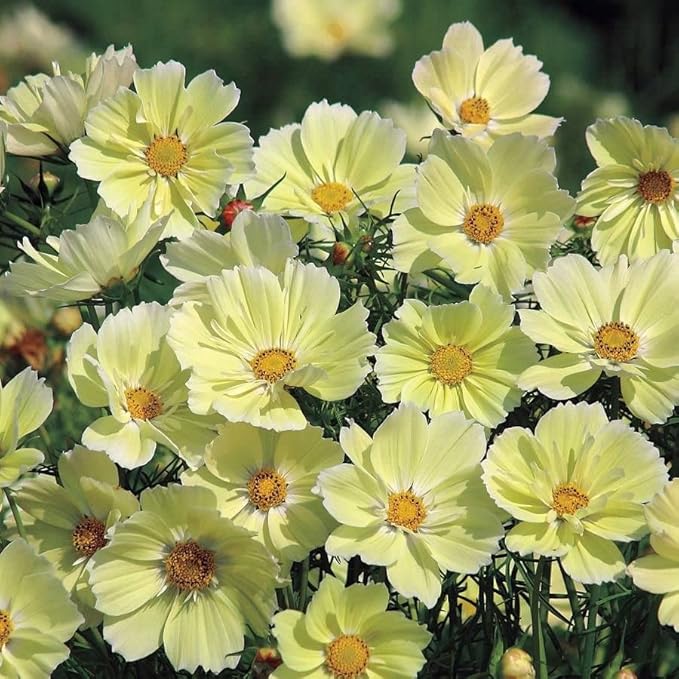 Park Seed Cosmo Flower Plant Seeds, Easy to Grow, Perfect for Spring Garden, Xanthos, Pack of 25