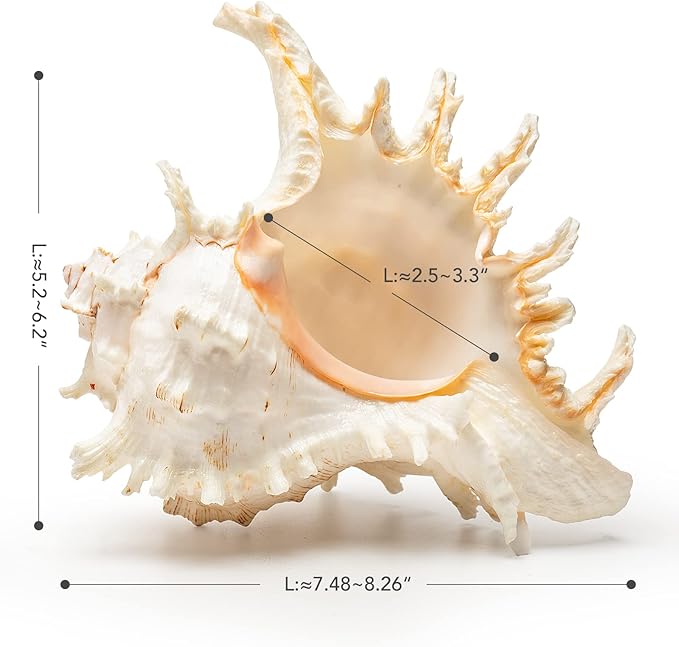 Giant Natural Conch Shell, Murex Ramosus Shell (1 Shell 7.5-9 inches), Large Sea Shell for Vase Filler, Air Plants, Home Decor, Wedding Decor Beach Theme Party, Aquarium Decoration Accessories