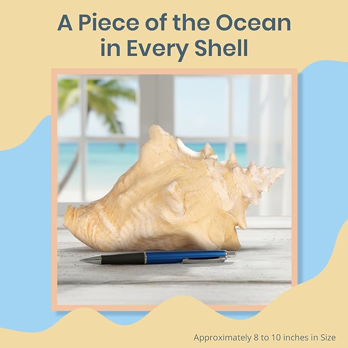 Nautical Crush Trading Conch Shell Decor - Seashell Decor - Imperfect (8-10in) Large Sea Shell - Shells for Decoration - Large Seashells for Craft - Magic Conch Shell Room Decor