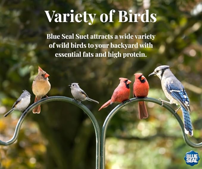 Blue Seal Hot Pepper Suet Cakes for Wild Birds | No Mess Suet Feed with Cracked Corn | Food for Woodpeckers, Cardinals, Siskins & Sparrows | Use with Suet Feeder | 11oz Seed Cake (12 Pack)