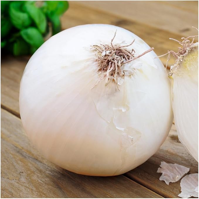 Seed Needs Onion Seeds for Planting White Sweet Spanish Long Day Onions - Non-GMO Heirloom & Untreated Vegetable Seeds to Plant an Outdoor Home Grown Veggie Garden (5 Packs)