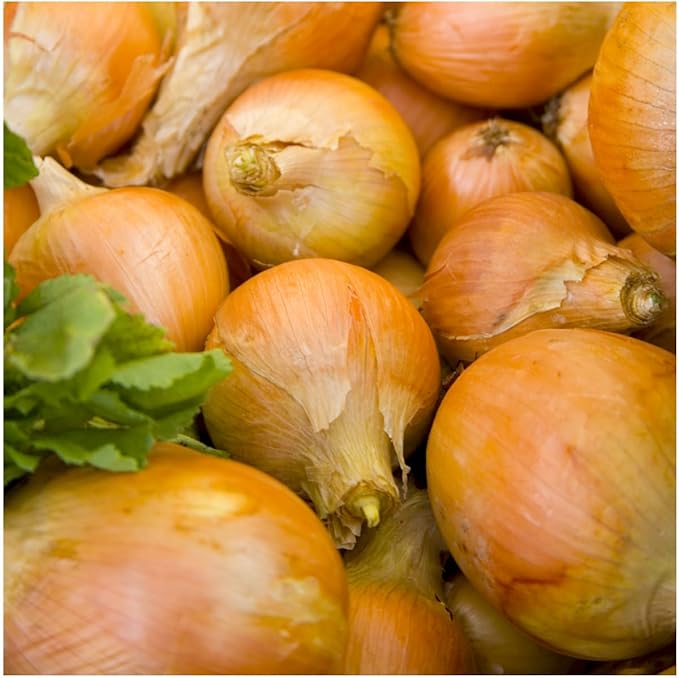 Seed Needs Onion Seeds for Planting Walla Walla Long Day Onions - Non-GMO Heirloom & Untreated Vegetable Seeds to Plant an Outdoor Home Grown Veggie Garden (1 Pack)