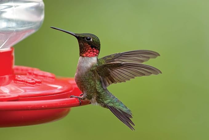 First Nature 3090 32-ounce Hummingbird Flower Feeder