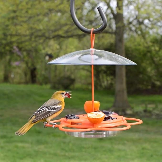 Nature's Way OFP1 All-in- Oriole Buffet Bird Feeder,Orange,(Pack of 6)
