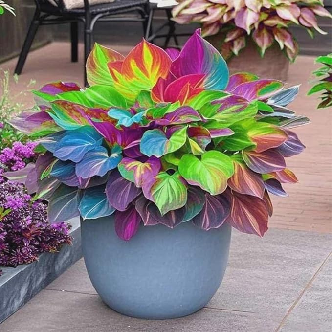 220+ Mixed Color Hosta Seeds for Planting - Hostas Seeds Rare Perennial, Flower Seed Beauties Easy to Grow Low Maintenance Heart Shaped Leaves Heart Hosta Plants for Outdoors Garden