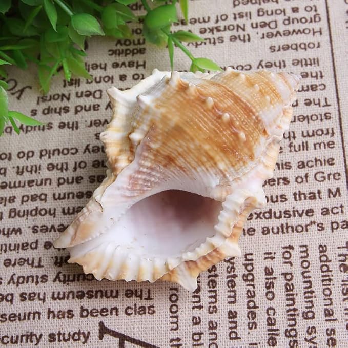 Wixine 3Pcs Seashell Conch Aquarium Seashell Marine Decoration Big Conch DIY Crafts Shell Decor 80-100 mm