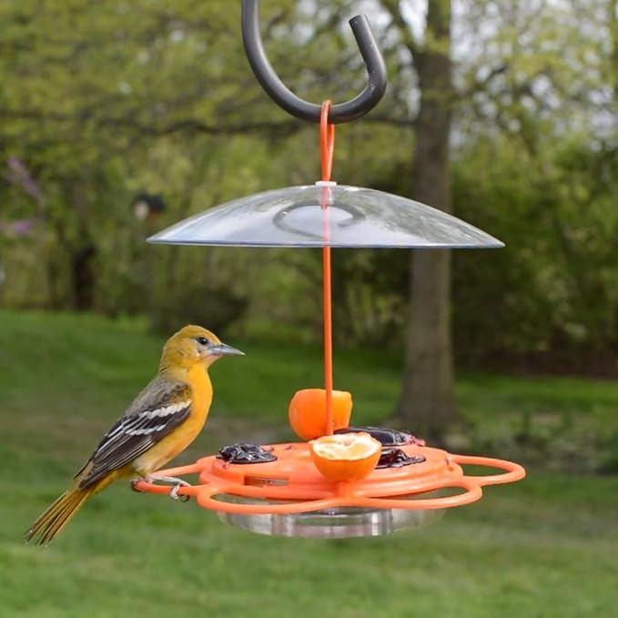 Nature's Way OFP1 All-in- Oriole Buffet Bird Feeder,Orange,(Pack of 6)