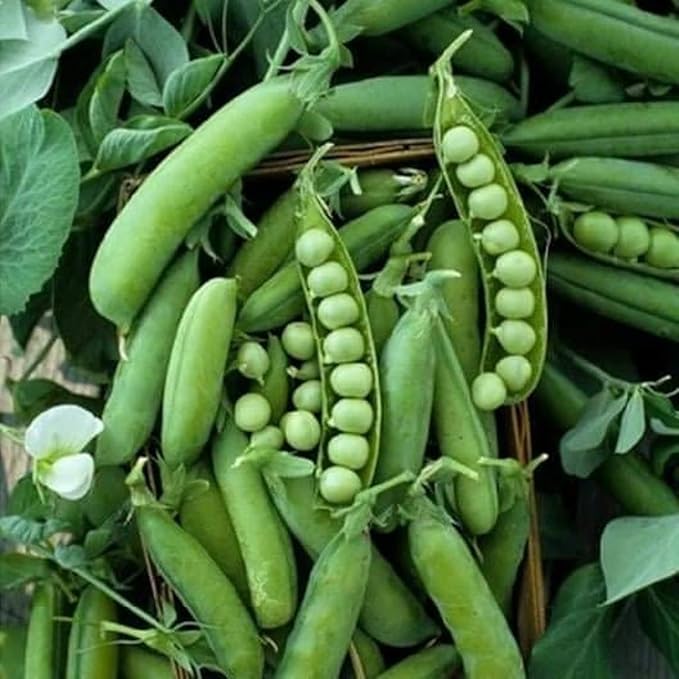 120 Early Frosty Pea Seeds for Planting Heirloom Non GMO 1+ Ounces of Seeds English Pea Garden Vegetable Bulk Survival