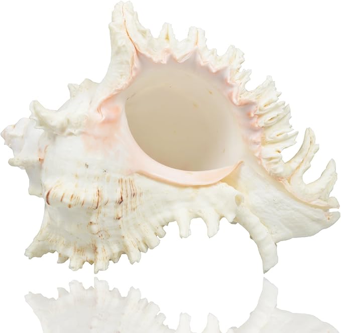 Large Natural Sea Shells, Murex Ramosus shells, Huge Ocean Conch 7-8 inches Jumbo Seashells Perfect for Wedding Decor Beach Theme Party, Home Decorations,DIY Crafts, Fish Tank and Shell Collectors