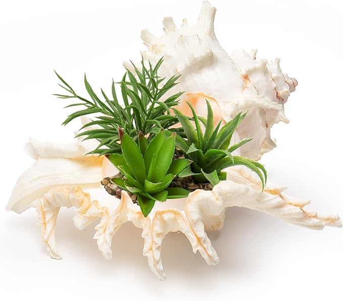Giant Natural Conch Shell, Murex Ramosus Shell (1 Shell 7.5-9 inches), Large Sea Shell for Vase Filler, Air Plants, Home Decor, Wedding Decor Beach Theme Party, Aquarium Decoration Accessories