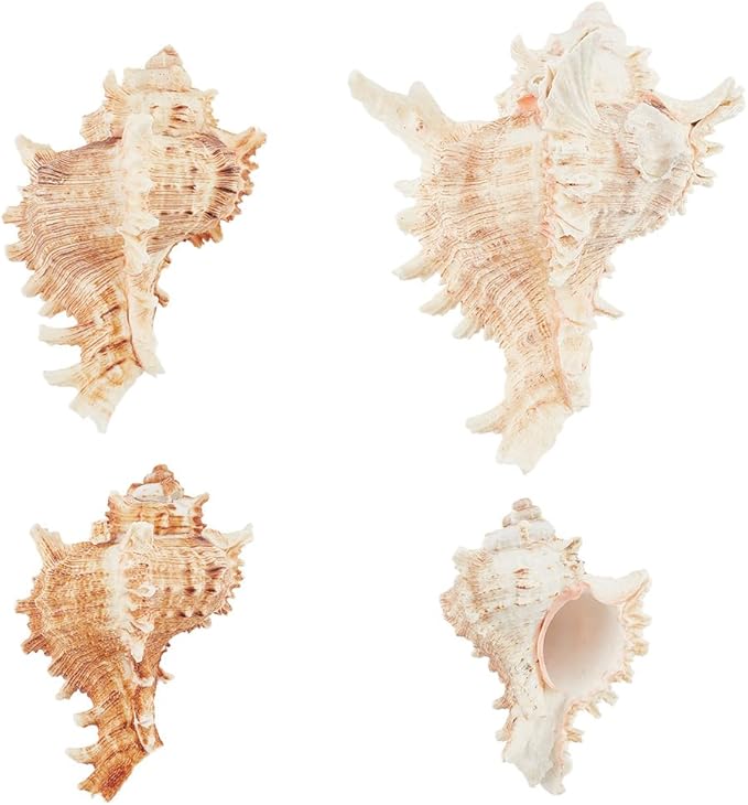 PH PandaHall 4pcs Conch Sea Shells, 2.4-4.7inch Natural Beach Seashells Succulent Planters Decorative Holder for Vase Filler Fish Tank Aquarium Home Garden Table Decor Beach Theme Wedding Party
