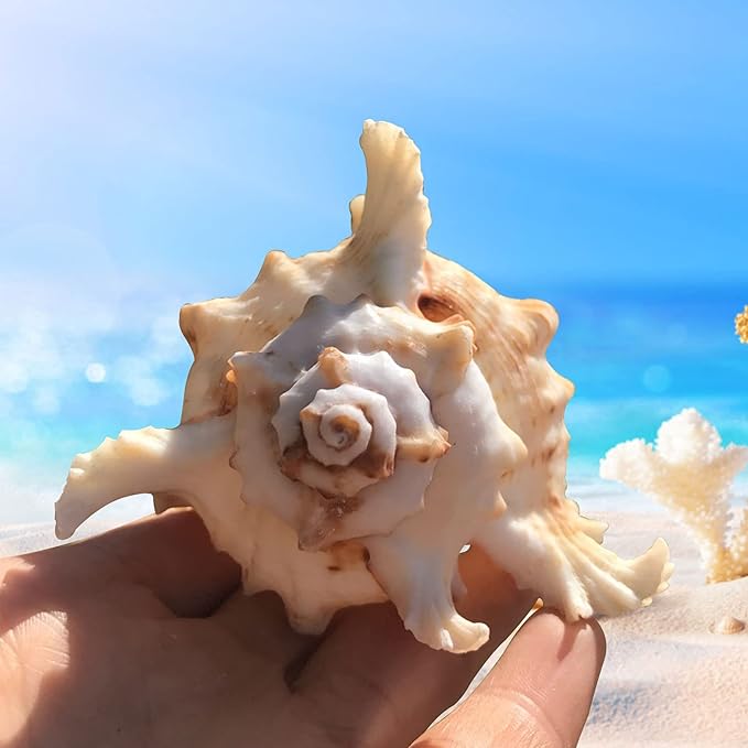 3 Pack Conch Sea Shell Air Plant Holders-4.7 inch Sea Shell Plant Pots Natural Conch Air Plant Holder Decorative Tillandsia Succulent Display Container for Home Garden Beach Theme Party Favor