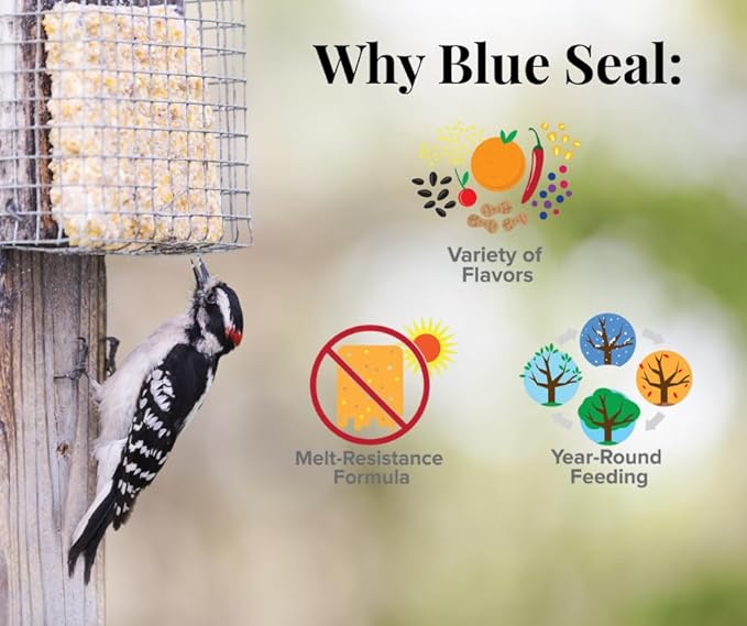 Blue Seal Cranberry Snap Suet Cakes for Wild Birds - No Mess Feed, Food for Woodpeckers, Cardinals, Siskins, Sparrows & More - 11oz Suet Feeder, Bird Seed Cakes (Pack of 12)
