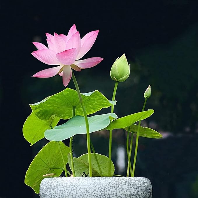 10pcs Mixed Pink, Red & Green Color Bowl Lotus Seeds for Planting Beautiful Water Plants for Indoor Bonsai, Outdoor Ponds and Gardens Water Lily Seeds