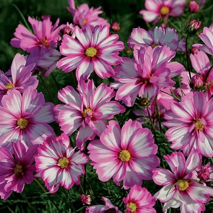 Park Seed Cosmo Flower Plant Seeds, Easy to Grow, Perfect for Spring Garden, Capriola, Pack of 25