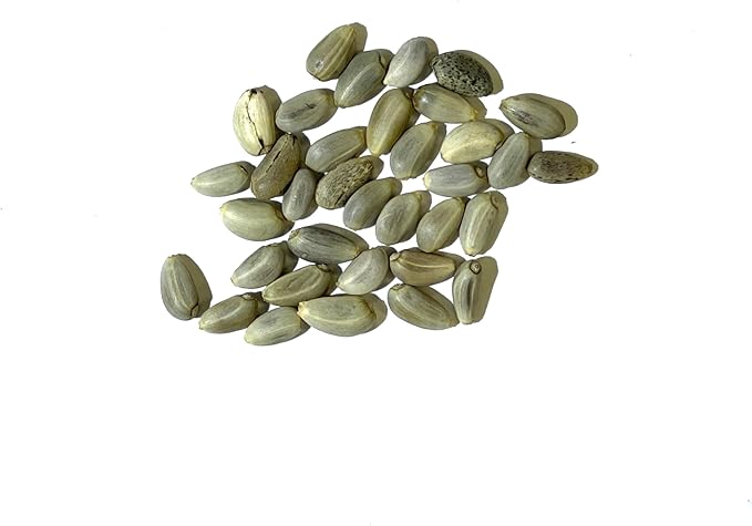 Seed Needs Artichoke Seeds for Planting Green Globe Artichokes - Non-GMO Heirloom & Untreated - Grow an Outdoor Home Grown Vegetable Garden for Fresh Produce (1 Pack)