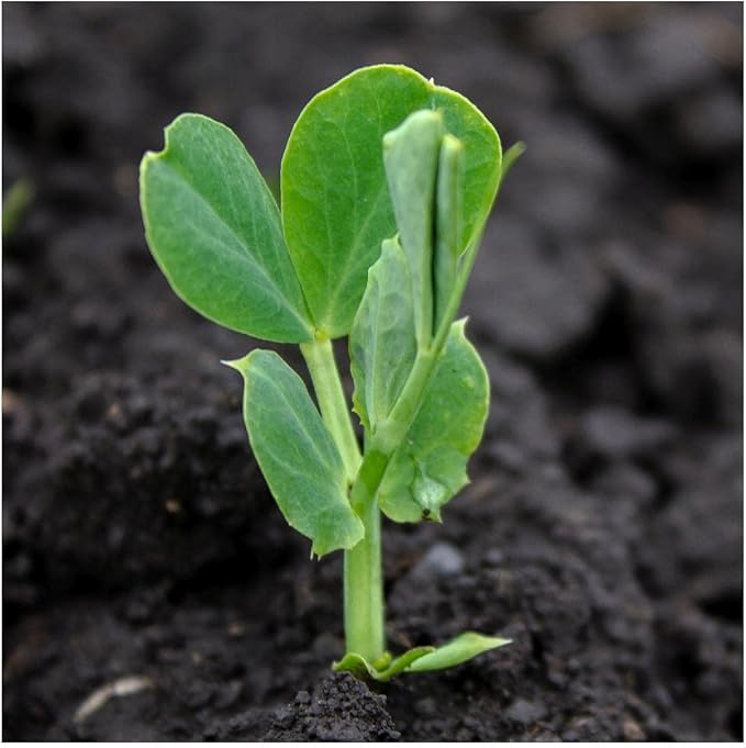 Everwilde Farms - 100 Lincoln Shell Pea Seeds - Gold Vault Jumbo Seed Packet