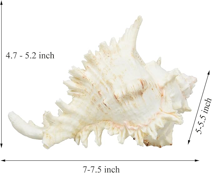 Large Natural Sea Shells, Murex Ramosus shells, Huge Ocean Conch 7-8 inches Jumbo Seashells Perfect for Wedding Decor Beach Theme Party, Home Decorations,DIY Crafts, Fish Tank and Shell Collectors
