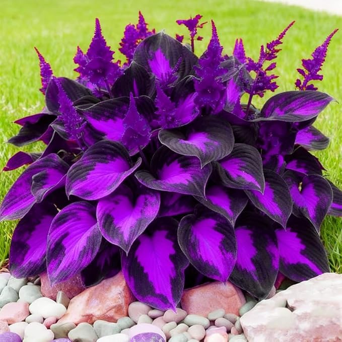 315+ Perennial Mix Color Hosta Seeds for Planting in Outdoor Garden