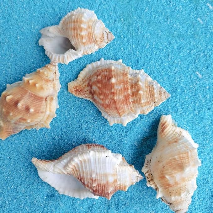 Wixine 3Pcs Seashell Conch Aquarium Seashell Marine Decoration Big Conch DIY Crafts Shell Decor 80-100 mm