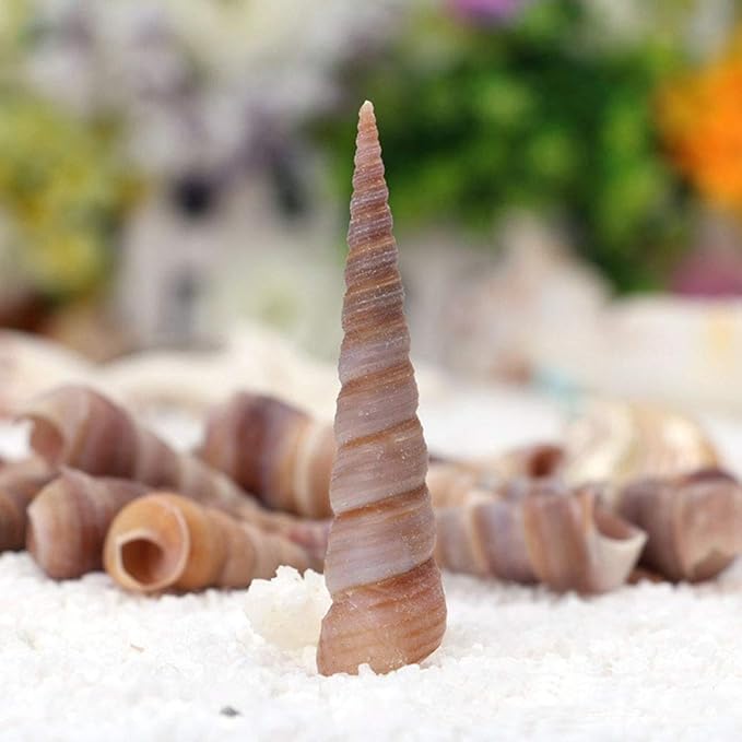 50 Pcs Medium Sea Shells Natural Seashells for Fish Tank, Home Decorations, Beach Theme Party, Wedding Decor, DIY Crafts, Fish Tan