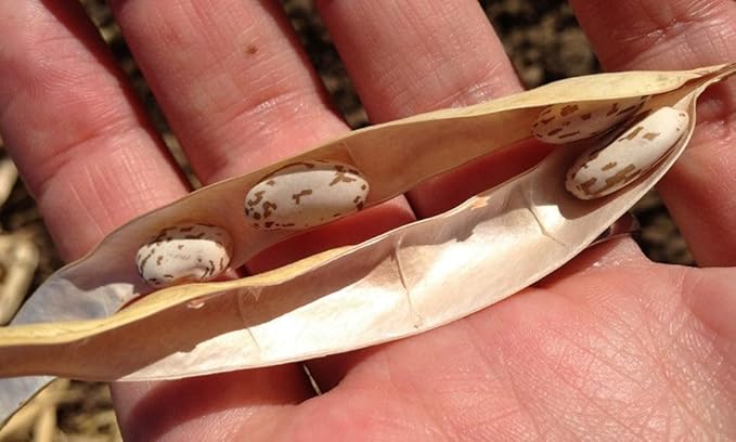 TomorrowSeeds - Pinto Bean Seeds - 30+ Count - for 2025 Planting Heirloom Spanish Speckled Bush Shell Broad Beans Garden Vegetable Fresh Grow Your Own Home Farm Patio Healthy Sustainable Living Seed